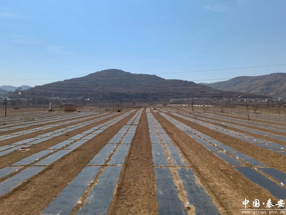 庆阳市西峰区观摩团来莲花镇老果园改造示范基地观摩学习