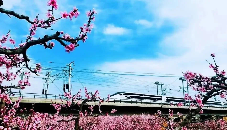 每日甘肃网天水秦安满树的桃花点染出一派融融春色