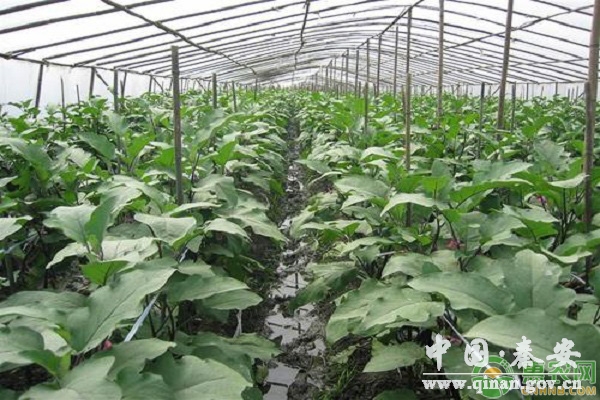 反季节茄子 反季节茄子