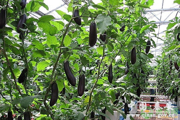 冬春季反季节茄子种植要点 冬春季反季节茄子种植要点