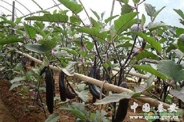 冬春季反季节茄子种植 冬春季反季节茄子种植