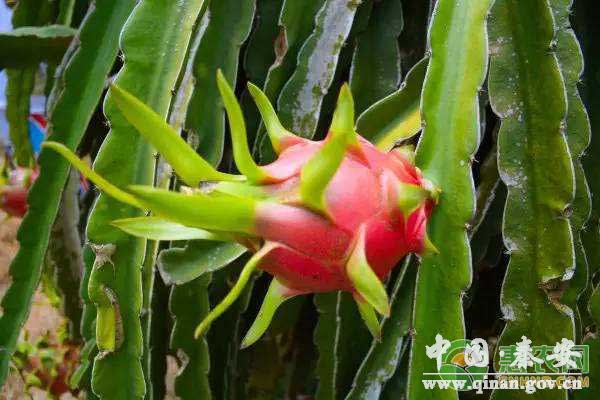 冬季火龙果种植 冬季火龙果种植