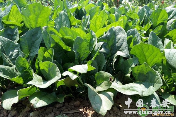 菠菜种植注意事项 菠菜种植注意事项