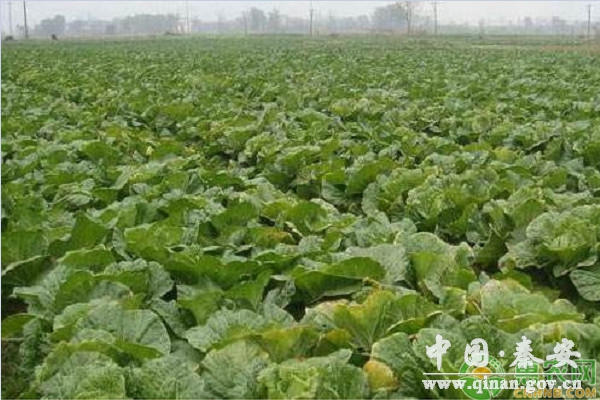 冬季大白菜的窖藏要点和注意事项 冬季大白菜的窖藏要点和注意事项