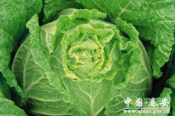 深冬如何种植大白菜? 深冬如何种植大白菜?