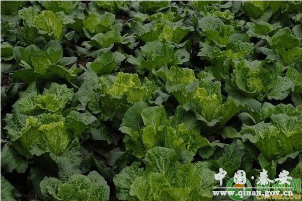 冬季大白菜的窖藏要点和注意事项 冬季大白菜的窖藏要点和注意事项