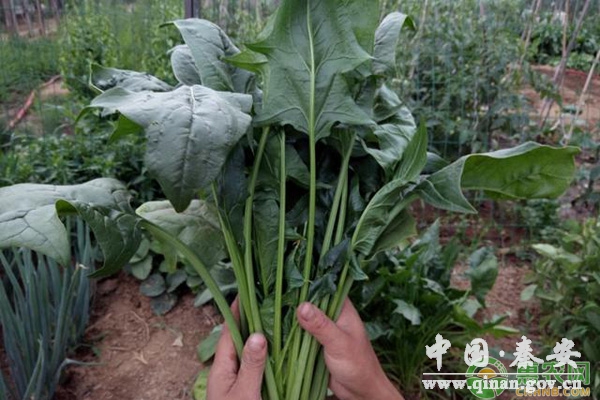 菠菜种植 菠菜种植