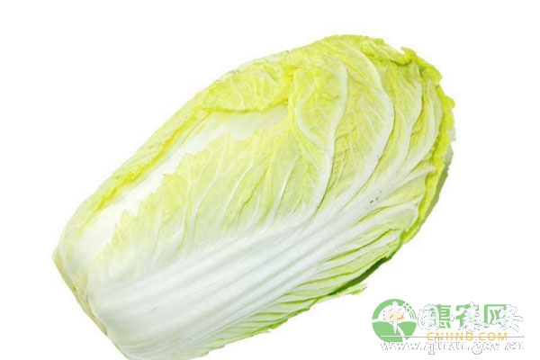 白菜深冬的种植方法介绍 白菜深冬的种植方法介绍