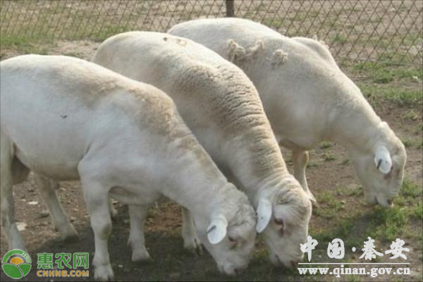 冬季养羊技巧 冬季养羊技巧