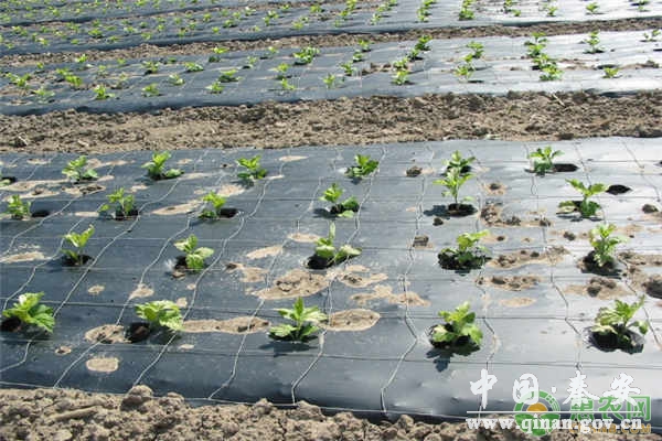 农作物用地膜有什么用 农作物用地膜有什么用