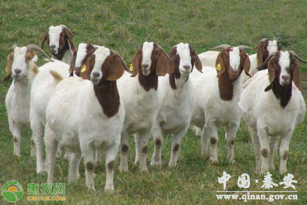 冬季怎么养羊才能生长快 冬季怎么养羊才能生长快