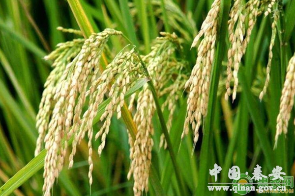 水稻中后期病虫害防治措施 水稻中后期病虫害防治措施