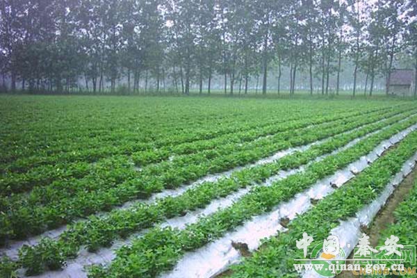 天气变冷,农作物用地膜有什么用?需要注意什么? 天气变冷,农作物用地膜有什么用?需要注意什么?