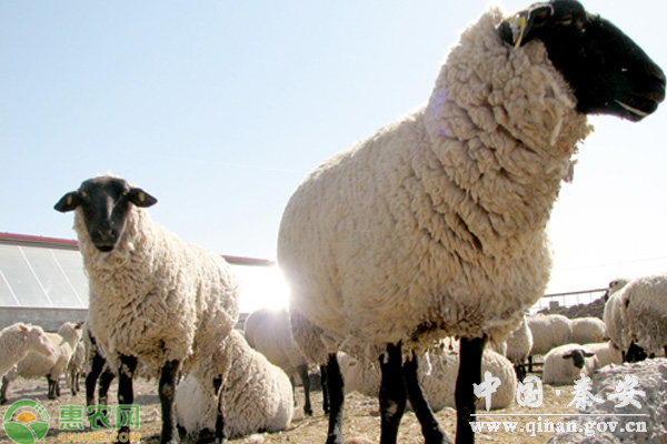 冬季怎么养羊 冬季怎么养羊