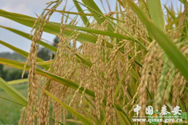 水稻中后期病虫害防治措施 水稻中后期病虫害防治措施