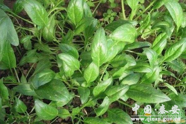 冬季12月种菜 冬季12月种菜