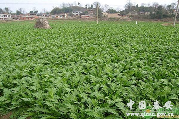 冬季12月种菜管理 冬季12月种菜管理