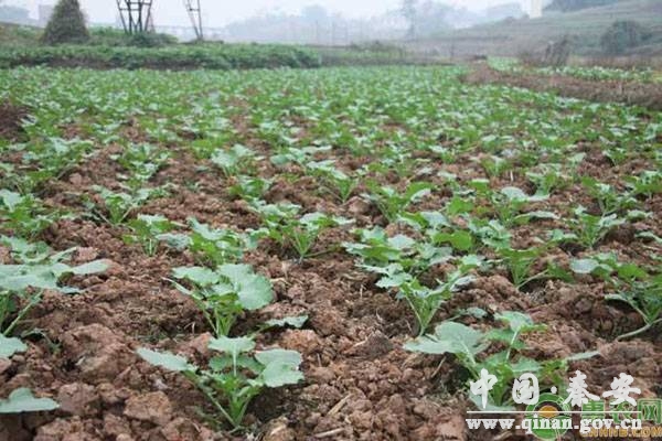 高产油菜的越冬措施及施肥技巧 高产油菜的越冬措施及施肥技巧