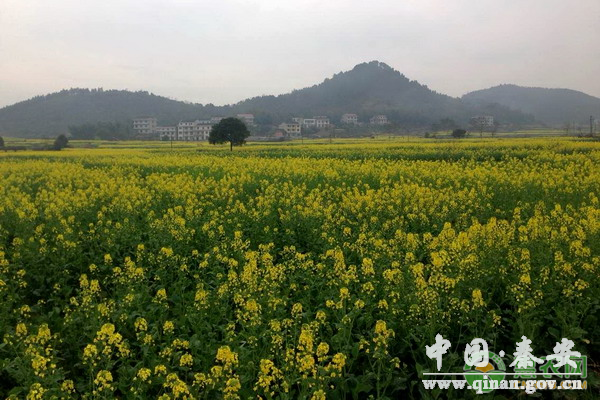 高产油菜的越冬措施及施肥技巧 高产油菜的越冬措施及施肥技巧