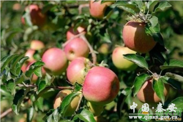 这周即将迎来大雪节气,还没有做好越冬管理工作准备的农民朋友要抓紧了,今天小编和大家一起来学习一下苹果树十二月份管理方案,家里有苹果园的朋友可以多了解下。 一、整形修剪 整形修剪是冬季果树管理的重要方面,分为整形和修剪两个方面,前者主要是针对树形,即通过一定的手段,使果树维持合理的骨架结构,达到主枝在空间上均匀分布,通风透光的目的。而修剪主要是针对树势和负载量,通过各种修剪方法,使树势趋于健壮,负载合理,连年结果,高产稳产。 1.根据果园实际情况,确定合理树形 培养生产优质苹果树形,形成合理树形,有效利用空间,改善通风透光条件,调节树体养分供给与积累,协调生长与结果关系,使果树稳产丰产,延长果树寿命。生产中因密度不同,单位面积内所栽植的果树株数多少不同,分密植树形和稀植树形两大类。常见的密植(多采用矮化砧木)树形有高纺锤形、细长纺锤形和主干形等;稀植树形有自由纺锤形、主干疏层形、开心形和改良开心形等。其中开心形因主干的高低不同又分为低干开心形、中干开心形和高干开心形三种。 2.幼树的整形 第一,目标树形一定要和砧穗组合、栽培模式、定植密度相适应。第二,对于选用高纺锤形、细长纺锤形、主干形等宽行密植果树来说,一定要使果树保持一个强壮而笔直的中干,对于过大和中干级次没有拉开的主枝,要及时疏除;对于中干弯曲的果树,要及时扶直。第三,对于选用传统稀植大冠树形的果树来说,仍然需要短截扩冠。第四,拉枝作为整形的重要手段,应大力提倡,但需注意,一定要根据不同树形、不同地区、不同肥水条件确定拉枝角度。 3.密闭园改形 密闭园改形一定要遵循大密闭大改形、小密闭小改形、不密闭不改形的原则进行,不同的果园,密闭程度不同,改形的策略、方法、轻重缓急都不一样,严禁采取一刀切的办法进行。 4.树势的调节 果树整形修剪有三大目的:调节光照、调节树势和调节负载。其中调节光照属于树形的范畴,我们通过幼树的合理整形、密闭园的改形,使果树枝条有一个合理的空间分布,解决光照问题。健壮稳定的树势是果树稳定结果、提高果品质量、延长果树寿命、抵御病虫害的前提。而且,树势调节是一个长期的过程,在果树生长当中,果树的树势随时都在变化,不同的枝条、不同的品种,其势力此消彼长,有些枝条变的强旺、有些枝条变的虚弱,我们调势的目的就是要保证树势平衡。 5.调节负载 整形修剪的另外一个目的就是调节果树的负载,通过合理的冬季修剪,辅助花前复剪将花量过大的一部分花芽提前疏除,在配合春季的疏花疏果,达到调节负载的目的。相反,对于花量较少的植株,通过树势、枝势的调节,综合运用调势促花措施,使果树尽快成花结果,丰产稳产。 6.伤口保护 改形过程中出现的剪锯口,最好先用利刀削平,再用愈合剂涂抹处理或用塑料薄膜进行包扎,保护伤口。 二、病虫防治 1.刮治老翘皮 特别是环剥(或环切)口、枝杈夹角处,日烧伤疤并深埋或烧毁,以铲除枝干病害,集中烧毁或深埋,消灭越冬害虫,降低病虫越冬基数。 2.刮治腐烂病 冬季重点是检查主干,大枝,枝杈,剪锯口,以及腐烂病旧疤。刮治复发和新发现的病疤,并用星标(40%氟硅唑乳油)300倍加丝润3000倍混合液涂抹。腐烂病严重的果园,应间隔7~10天,连续涂抹两次。刮治后的病残体和其它病虫枝,要集中烧毁深埋处理。 3.防治蛀干害虫 对于蛀干害虫如天牛、吉丁虫等,可用细铁丝插进枝干的虫孔,刺死幼虫;也可用5~10倍的敌敌畏或毒死蜱用注射器将药液蛀入孔门,用泥堵严孔口,这样可将躲在树干内的害虫毒死。有果农发现,给蛀孔注入适量的汽油,可有效杀死天牛幼虫。 4.冬季清园 苹果落叶后的清扫落叶,摘除病果,刮治苹果腐烂病病疤,冬季修剪后清除残枝落叶,并及时喷布一次波美3~5石硫合剂。 5.树干涂白 对主干和中心干上(距地面约1.5~1.6米的部位),以及大主枝(必要时)刷抹白涂剂(涂白剂配制比例:生石灰2份、固体石硫合剂1份、食盐半份、水10份。配制方法:先用热水溶化,再加凉水稀释搅拌均匀即可)。也可按照以下配方:水30公斤+白灰10公斤+食盐2公斤+动物油2.5公斤+石硫合剂原液1.5公斤。树干涂白既可以清除隐藏的病菌和害虫,减轻枝梢抽条和冻害发生,同时幼树涂白后可以有效地防止野兔啃食树皮的危害。 综上就是苹果园的管理要点,各位苹果种植户朋友一定要多学习多参考,如果您还有其它疑问或者更好的经验愿意分享,可以留言告诉惠农网小编! 这周即将迎来大雪节气,还没有做好越冬管理工作准备的农民朋友要抓紧了,今天小编和大家一起来学习一下苹果树十二月份管理方案,家里有苹果园的朋友可以多了解下。 一、整形修剪 整形修剪是冬季果树管理的重要方面,分为整形和修剪两个方面,前者主要是针对树形,即通过一定的手段,使果树维持合理的骨架结构,达到主枝在空间上均匀分布,通风透光的目的。而修剪主要是针对树势和负载量,通过各种修剪方法,使树势趋于健壮,负载合理,连年结果,高产稳产。 1.根据果园实际情况,确定合理树形 培养生产优质苹果树形,形成合理树形,有效利用空间,改善通风透光条件,调节树体养分供给与积累,协调生长与结果关系,使果树稳产丰产,延长果树寿命。生产中因密度不同,单位面积内所栽植的果树株数多少不同,分密植树形和稀植树形两大类。常见的密植(多采用矮化砧木)树形有高纺锤形、细长纺锤形和主干形等;稀植树形有自由纺锤形、主干疏层形、开心形和改良开心形等。其中开心形因主干的高低不同又分为低干开心形、中干开心形和高干开心形三种。 2.幼树的整形 第一,目标树形一定要和砧穗组合、栽培模式、定植密度相适应。第二,对于选用高纺锤形、细长纺锤形、主干形等宽行密植果树来说,一定要使果树保持一个强壮而笔直的中干,对于过大和中干级次没有拉开的主枝,要及时疏除;对于中干弯曲的果树,要及时扶直。第三,对于选用传统稀植大冠树形的果树来说,仍然需要短截扩冠。第四,拉枝作为整形的重要手段,应大力提倡,但需注意,一定要根据不同树形、不同地区、不同肥水条件确定拉枝角度。 3.密闭园改形 密闭园改形一定要遵循大密闭大改形、小密闭小改形、不密闭不改形的原则进行,不同的果园,密闭程度不同,改形的策略、方法、轻重缓急都不一样,严禁采取一刀切的办法进行。 4.树势的调节 果树整形修剪有三大目的:调节光照、调节树势和调节负载。其中调节光照属于树形的范畴,我们通过幼树的合理整形、密闭园的改形,使果树枝条有一个合理的空间分布,解决光照问题。健壮稳定的树势是果树稳定结果、提高果品质量、延长果树寿命、抵御病虫害的前提。而且,树势调节是一个长期的过程,在果树生长当中,果树的树势随时都在变化,不同的枝条、不同的品种,其势力此消彼长,有些枝条变的强旺、有些枝条变的虚弱,我们调势的目的就是要保证树势平衡。 5.调节负载 整形修剪的另外一个目的就是调节果树的负载,通过合理的冬季修剪,辅助花前复剪将花量过大的一部分花芽提前疏除,在配合春季的疏花疏果,达到调节负载的目的。相反,对于花量较少的植株,通过树势、枝势的调节,综合运用调势促花措施,使果树尽快成花结果,丰产稳产。 6.伤口保护 改形过程中出现的剪锯口,最好先用利刀削平,再用愈合剂涂抹处理或用塑料薄膜进行包扎,保护伤口。 二、病虫防治 1.刮治老翘皮 特别是环剥(或环切)口、枝杈夹角处,日烧伤疤并深埋或烧毁,以铲除枝干病害,集中烧毁或深埋,消灭越冬害虫,降低病虫越冬基数。 2.刮治腐烂病 冬季重点是检查主干,大枝,枝杈,剪锯口,以及腐烂病旧疤。刮治复发和新发现的病疤,并用星标(40%氟硅唑乳油)300倍加丝润3000倍混合液涂抹。腐烂病严重的果园,应间隔7~10天,连续涂抹两次。刮治后的病残体和其它病虫枝,要集中烧毁深埋处理。 3.防治蛀干害虫 对于蛀干害虫如天牛、吉丁虫等,可用细铁丝插进枝干的虫孔,刺死幼虫;也可用5~10倍的敌敌畏或毒死蜱用注射器将药液蛀入孔门,用泥堵严孔口,这样可将躲在树干内的害虫毒死。有果农发现,给蛀孔注入适量的汽油,可有效杀死天牛幼虫。 4.冬季清园 苹果落叶后的清扫落叶,摘除病果,刮治苹果腐烂病病疤,冬季修剪后清除残枝落叶,并及时喷布一次波美3~5石硫合剂。 5.树干涂白 对主干和中心干上(距地面约1.5~1.6米的部位),以及大主枝(必要时)刷抹白涂剂(涂白剂配制比例:生石灰2份、固体石硫合剂1份、食盐半份、水10份。配制方法:先用热水溶化,再加凉水稀释搅拌均匀即可)。也可按照以下配方:水30公斤+白灰10公斤+食盐2公斤+动物油2.5公斤+石硫合剂原液1.5公斤。树干涂白既可以清除隐藏的病菌和害虫,减轻枝梢抽条和冻害发生,同时幼树涂白后可以有效地防止野兔啃食树皮的危害。 综上就是苹果园的管理要点,各位苹果种植户朋友一定要多学习多参考,如果您还有其它疑问或者更好的经验愿意分享,可以留言告诉惠农网小编!