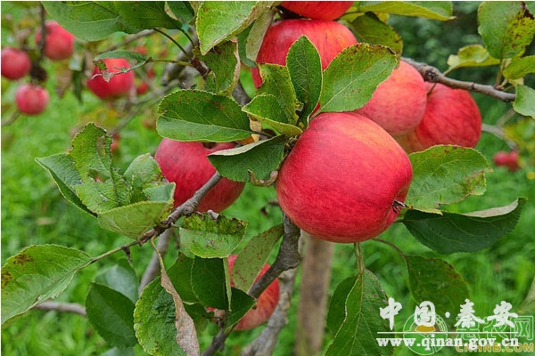 这周即将迎来大雪节气,还没有做好越冬管理工作准备的农民朋友要抓紧了,今天小编和大家一起来学习一下苹果树十二月份管理方案,家里有苹果园的朋友可以多了解下。 一、整形修剪 整形修剪是冬季果树管理的重要方面,分为整形和修剪两个方面,前者主要是针对树形,即通过一定的手段,使果树维持合理的骨架结构,达到主枝在空间上均匀分布,通风透光的目的。而修剪主要是针对树势和负载量,通过各种修剪方法,使树势趋于健壮,负载合理,连年结果,高产稳产。 1.根据果园实际情况,确定合理树形 培养生产优质苹果树形,形成合理树形,有效利用空间,改善通风透光条件,调节树体养分供给与积累,协调生长与结果关系,使果树稳产丰产,延长果树寿命。生产中因密度不同,单位面积内所栽植的果树株数多少不同,分密植树形和稀植树形两大类。常见的密植(多采用矮化砧木)树形有高纺锤形、细长纺锤形和主干形等;稀植树形有自由纺锤形、主干疏层形、开心形和改良开心形等。其中开心形因主干的高低不同又分为低干开心形、中干开心形和高干开心形三种。 2.幼树的整形 第一,目标树形一定要和砧穗组合、栽培模式、定植密度相适应。第二,对于选用高纺锤形、细长纺锤形、主干形等宽行密植果树来说,一定要使果树保持一个强壮而笔直的中干,对于过大和中干级次没有拉开的主枝,要及时疏除;对于中干弯曲的果树,要及时扶直。第三,对于选用传统稀植大冠树形的果树来说,仍然需要短截扩冠。第四,拉枝作为整形的重要手段,应大力提倡,但需注意,一定要根据不同树形、不同地区、不同肥水条件确定拉枝角度。 3.密闭园改形 密闭园改形一定要遵循大密闭大改形、小密闭小改形、不密闭不改形的原则进行,不同的果园,密闭程度不同,改形的策略、方法、轻重缓急都不一样,严禁采取一刀切的办法进行。 4.树势的调节 果树整形修剪有三大目的:调节光照、调节树势和调节负载。其中调节光照属于树形的范畴,我们通过幼树的合理整形、密闭园的改形,使果树枝条有一个合理的空间分布,解决光照问题。健壮稳定的树势是果树稳定结果、提高果品质量、延长果树寿命、抵御病虫害的前提。而且,树势调节是一个长期的过程,在果树生长当中,果树的树势随时都在变化,不同的枝条、不同的品种,其势力此消彼长,有些枝条变的强旺、有些枝条变的虚弱,我们调势的目的就是要保证树势平衡。 5.调节负载 整形修剪的另外一个目的就是调节果树的负载,通过合理的冬季修剪,辅助花前复剪将花量过大的一部分花芽提前疏除,在配合春季的疏花疏果,达到调节负载的目的。相反,对于花量较少的植株,通过树势、枝势的调节,综合运用调势促花措施,使果树尽快成花结果,丰产稳产。 6.伤口保护 改形过程中出现的剪锯口,最好先用利刀削平,再用愈合剂涂抹处理或用塑料薄膜进行包扎,保护伤口。 二、病虫防治 1.刮治老翘皮 特别是环剥(或环切)口、枝杈夹角处,日烧伤疤并深埋或烧毁,以铲除枝干病害,集中烧毁或深埋,消灭越冬害虫,降低病虫越冬基数。 2.刮治腐烂病 冬季重点是检查主干,大枝,枝杈,剪锯口,以及腐烂病旧疤。刮治复发和新发现的病疤,并用星标(40%氟硅唑乳油)300倍加丝润3000倍混合液涂抹。腐烂病严重的果园,应间隔7~10天,连续涂抹两次。刮治后的病残体和其它病虫枝,要集中烧毁深埋处理。 3.防治蛀干害虫 对于蛀干害虫如天牛、吉丁虫等,可用细铁丝插进枝干的虫孔,刺死幼虫;也可用5~10倍的敌敌畏或毒死蜱用注射器将药液蛀入孔门,用泥堵严孔口,这样可将躲在树干内的害虫毒死。有果农发现,给蛀孔注入适量的汽油,可有效杀死天牛幼虫。 4.冬季清园 苹果落叶后的清扫落叶,摘除病果,刮治苹果腐烂病病疤,冬季修剪后清除残枝落叶,并及时喷布一次波美3~5石硫合剂。 5.树干涂白 对主干和中心干上(距地面约1.5~1.6米的部位),以及大主枝(必要时)刷抹白涂剂(涂白剂配制比例:生石灰2份、固体石硫合剂1份、食盐半份、水10份。配制方法:先用热水溶化,再加凉水稀释搅拌均匀即可)。也可按照以下配方:水30公斤+白灰10公斤+食盐2公斤+动物油2.5公斤+石硫合剂原液1.5公斤。树干涂白既可以清除隐藏的病菌和害虫,减轻枝梢抽条和冻害发生,同时幼树涂白后可以有效地防止野兔啃食树皮的危害。 综上就是苹果园的管理要点,各位苹果种植户朋友一定要多学习多参考,如果您还有其它疑问或者更好的经验愿意分享,可以留言告诉惠农网小编! 这周即将迎来大雪节气,还没有做好越冬管理工作准备的农民朋友要抓紧了,今天小编和大家一起来学习一下苹果树十二月份管理方案,家里有苹果园的朋友可以多了解下。 一、整形修剪 整形修剪是冬季果树管理的重要方面,分为整形和修剪两个方面,前者主要是针对树形,即通过一定的手段,使果树维持合理的骨架结构,达到主枝在空间上均匀分布,通风透光的目的。而修剪主要是针对树势和负载量,通过各种修剪方法,使树势趋于健壮,负载合理,连年结果,高产稳产。 1.根据果园实际情况,确定合理树形 培养生产优质苹果树形,形成合理树形,有效利用空间,改善通风透光条件,调节树体养分供给与积累,协调生长与结果关系,使果树稳产丰产,延长果树寿命。生产中因密度不同,单位面积内所栽植的果树株数多少不同,分密植树形和稀植树形两大类。常见的密植(多采用矮化砧木)树形有高纺锤形、细长纺锤形和主干形等;稀植树形有自由纺锤形、主干疏层形、开心形和改良开心形等。其中开心形因主干的高低不同又分为低干开心形、中干开心形和高干开心形三种。 2.幼树的整形 第一,目标树形一定要和砧穗组合、栽培模式、定植密度相适应。第二,对于选用高纺锤形、细长纺锤形、主干形等宽行密植果树来说,一定要使果树保持一个强壮而笔直的中干,对于过大和中干级次没有拉开的主枝,要及时疏除;对于中干弯曲的果树,要及时扶直。第三,对于选用传统稀植大冠树形的果树来说,仍然需要短截扩冠。第四,拉枝作为整形的重要手段,应大力提倡,但需注意,一定要根据不同树形、不同地区、不同肥水条件确定拉枝角度。 3.密闭园改形 密闭园改形一定要遵循大密闭大改形、小密闭小改形、不密闭不改形的原则进行,不同的果园,密闭程度不同,改形的策略、方法、轻重缓急都不一样,严禁采取一刀切的办法进行。 4.树势的调节 果树整形修剪有三大目的:调节光照、调节树势和调节负载。其中调节光照属于树形的范畴,我们通过幼树的合理整形、密闭园的改形,使果树枝条有一个合理的空间分布,解决光照问题。健壮稳定的树势是果树稳定结果、提高果品质量、延长果树寿命、抵御病虫害的前提。而且,树势调节是一个长期的过程,在果树生长当中,果树的树势随时都在变化,不同的枝条、不同的品种,其势力此消彼长,有些枝条变的强旺、有些枝条变的虚弱,我们调势的目的就是要保证树势平衡。 5.调节负载 整形修剪的另外一个目的就是调节果树的负载,通过合理的冬季修剪,辅助花前复剪将花量过大的一部分花芽提前疏除,在配合春季的疏花疏果,达到调节负载的目的。相反,对于花量较少的植株,通过树势、枝势的调节,综合运用调势促花措施,使果树尽快成花结果,丰产稳产。 6.伤口保护 改形过程中出现的剪锯口,最好先用利刀削平,再用愈合剂涂抹处理或用塑料薄膜进行包扎,保护伤口。 二、病虫防治 1.刮治老翘皮 特别是环剥(或环切)口、枝杈夹角处,日烧伤疤并深埋或烧毁,以铲除枝干病害,集中烧毁或深埋,消灭越冬害虫,降低病虫越冬基数。 2.刮治腐烂病 冬季重点是检查主干,大枝,枝杈,剪锯口,以及腐烂病旧疤。刮治复发和新发现的病疤,并用星标(40%氟硅唑乳油)300倍加丝润3000倍混合液涂抹。腐烂病严重的果园,应间隔7~10天,连续涂抹两次。刮治后的病残体和其它病虫枝,要集中烧毁深埋处理。 3.防治蛀干害虫 对于蛀干害虫如天牛、吉丁虫等,可用细铁丝插进枝干的虫孔,刺死幼虫;也可用5~10倍的敌敌畏或毒死蜱用注射器将药液蛀入孔门,用泥堵严孔口,这样可将躲在树干内的害虫毒死。有果农发现,给蛀孔注入适量的汽油,可有效杀死天牛幼虫。 4.冬季清园 苹果落叶后的清扫落叶,摘除病果,刮治苹果腐烂病病疤,冬季修剪后清除残枝落叶,并及时喷布一次波美3~5石硫合剂。 5.树干涂白 对主干和中心干上(距地面约1.5~1.6米的部位),以及大主枝(必要时)刷抹白涂剂(涂白剂配制比例:生石灰2份、固体石硫合剂1份、食盐半份、水10份。配制方法:先用热水溶化,再加凉水稀释搅拌均匀即可)。也可按照以下配方:水30公斤+白灰10公斤+食盐2公斤+动物油2.5公斤+石硫合剂原液1.5公斤。树干涂白既可以清除隐藏的病菌和害虫,减轻枝梢抽条和冻害发生,同时幼树涂白后可以有效地防止野兔啃食树皮的危害。 综上就是苹果园的管理要点,各位苹果种植户朋友一定要多学习多参考,如果您还有其它疑问或者更好的经验愿意分享,可以留言告诉惠农网小编!