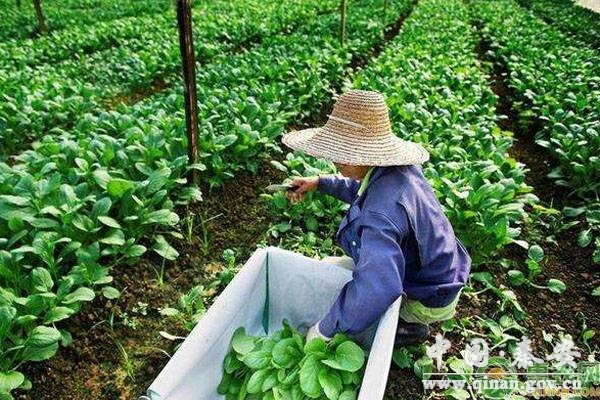 冬季12月种菜指南 冬季12月种菜指南