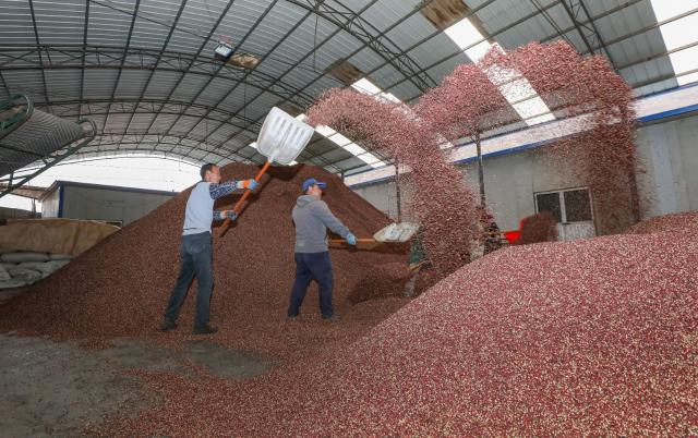 天水秦安:10万余斤花椒发车成都