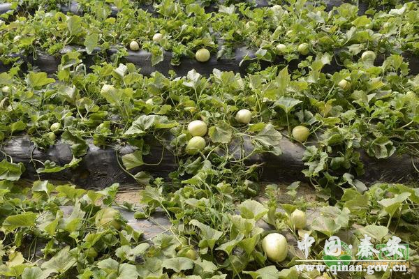 甜瓜蔓枯病的症状、发病原因及防治措施 甜瓜蔓枯病的症状、发病原因及防治措施