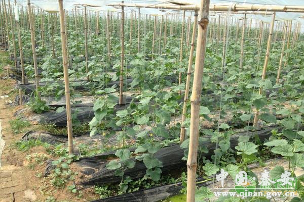 甜瓜蔓枯病的症状、发病原因及防治措施 甜瓜蔓枯病的症状、发病原因及防治措施