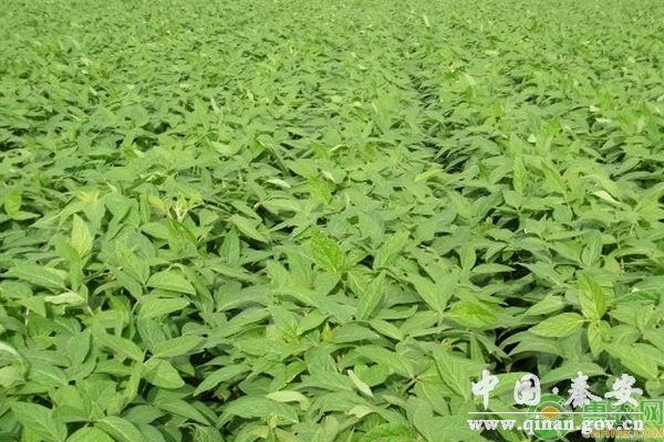 玉米地改种大豆需要注意什么? 玉米地改种大豆需要注意什么?