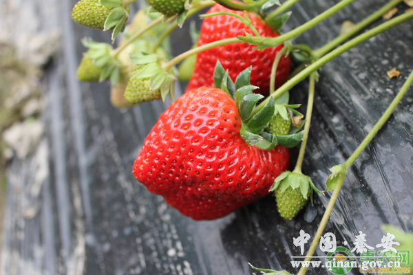 冬季草莓种植 冬季草莓种植