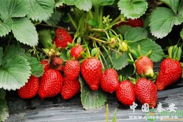冬季草莓栽培 冬季草莓栽培