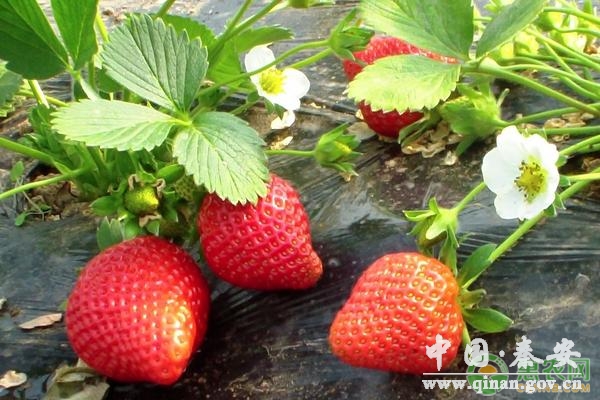 冬季草莓栽培技术 冬季草莓栽培技术