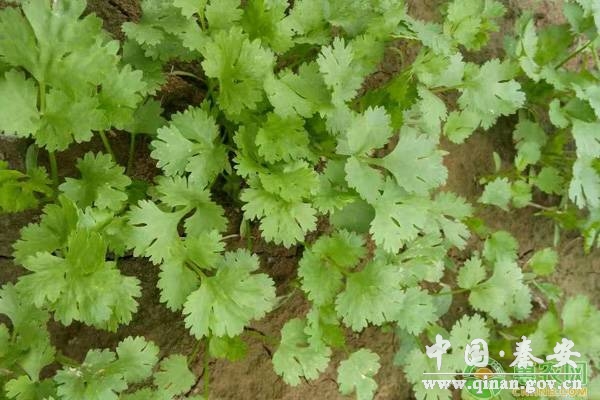 香菜种子的四种催芽技巧 香菜种子的四种催芽技巧