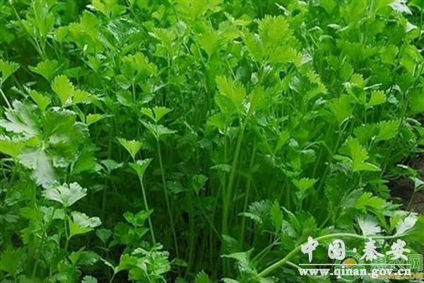 香菜种子的四种催芽技巧 香菜种子的四种催芽技巧