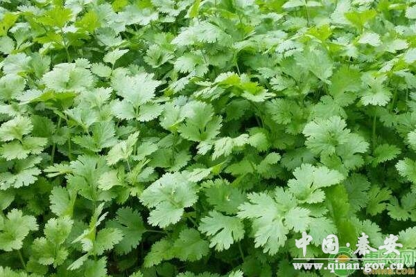 香菜种子的四种催芽技巧 香菜种子的四种催芽技巧