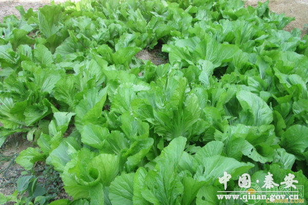 芥菜田间管理及高产栽培技术 芥菜田间管理及高产栽培技术