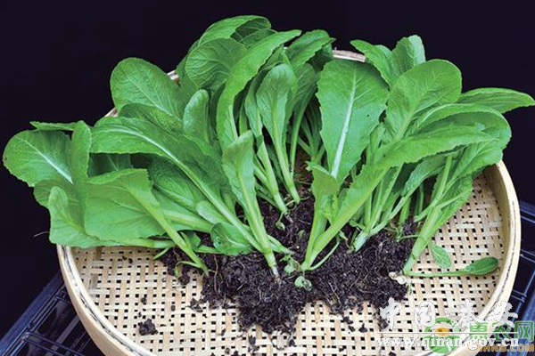 芥菜田间管理及高产栽培技术 芥菜田间管理及高产栽培技术