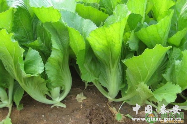 芥菜田间管理及高产栽培技术 芥菜田间管理及高产栽培技术
