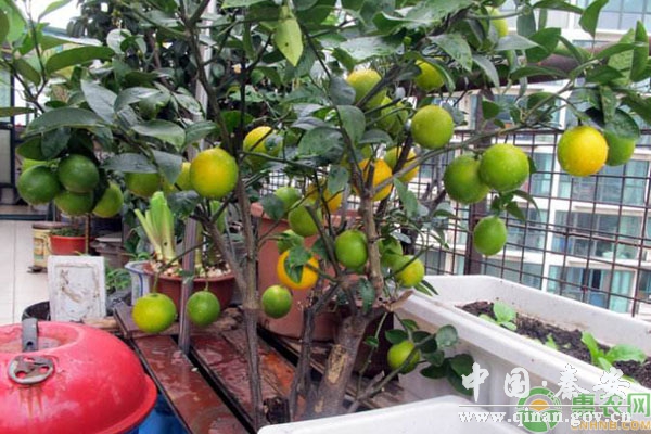 柠檬盆栽高产窍门 柠檬盆栽高产窍门