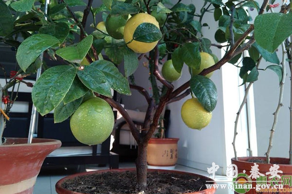 柠檬盆栽 柠檬盆栽
