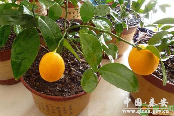 柠檬盆栽方法 柠檬盆栽方法