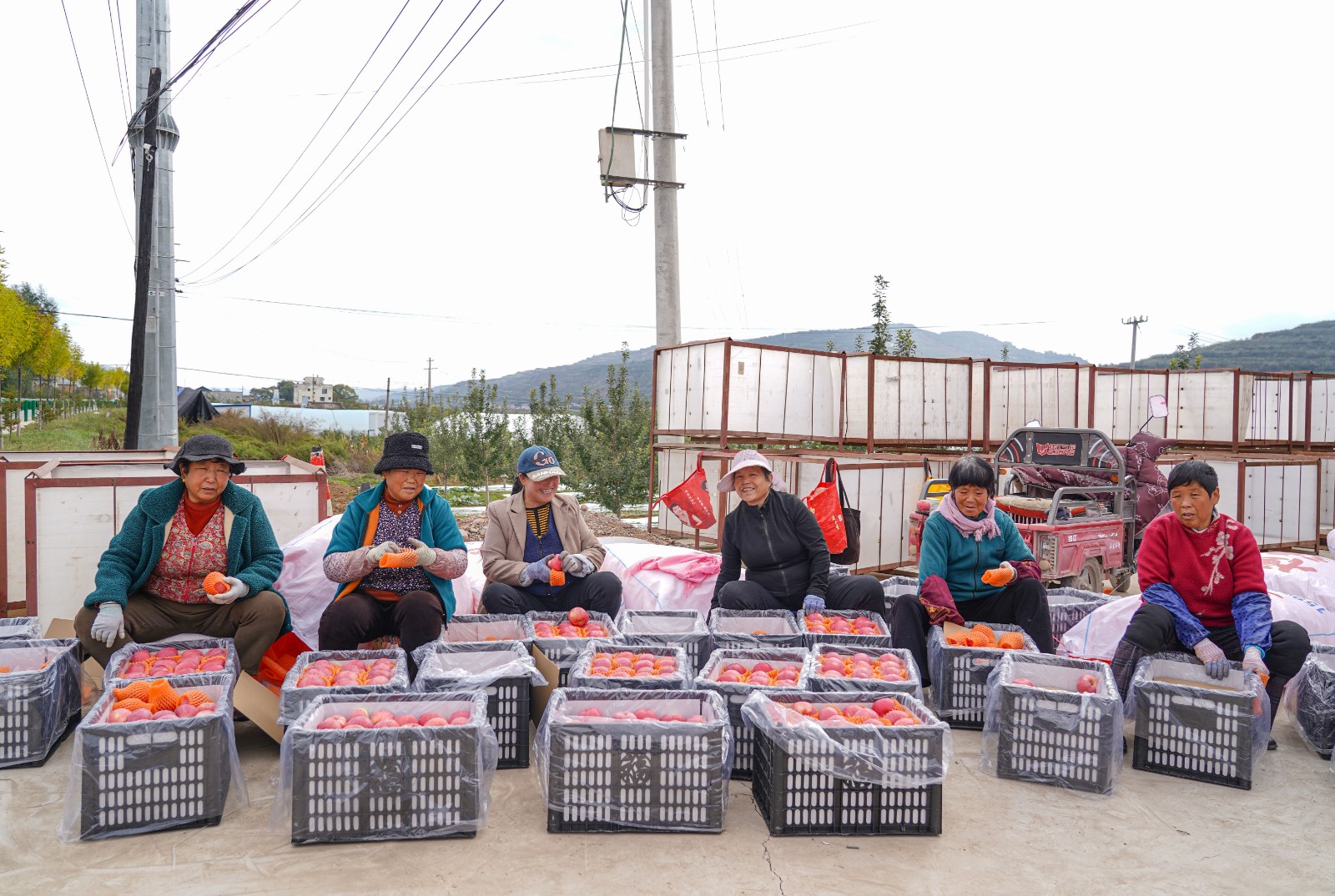 天水秦安莲花镇:苹果产销两旺促增收_fororder_(2)DSC05688