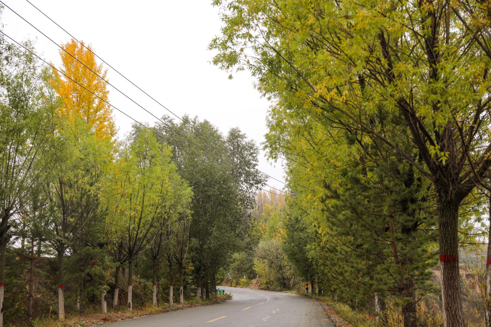 天水市秦安县魏店镇:乡村公路秋景如画_fororder_(4)20251022-8U6A3079