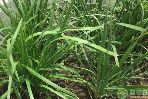 种植韭菜忌施这三种肥料,农户要记牢! 种植韭菜忌施这三种肥料,农户要记牢!