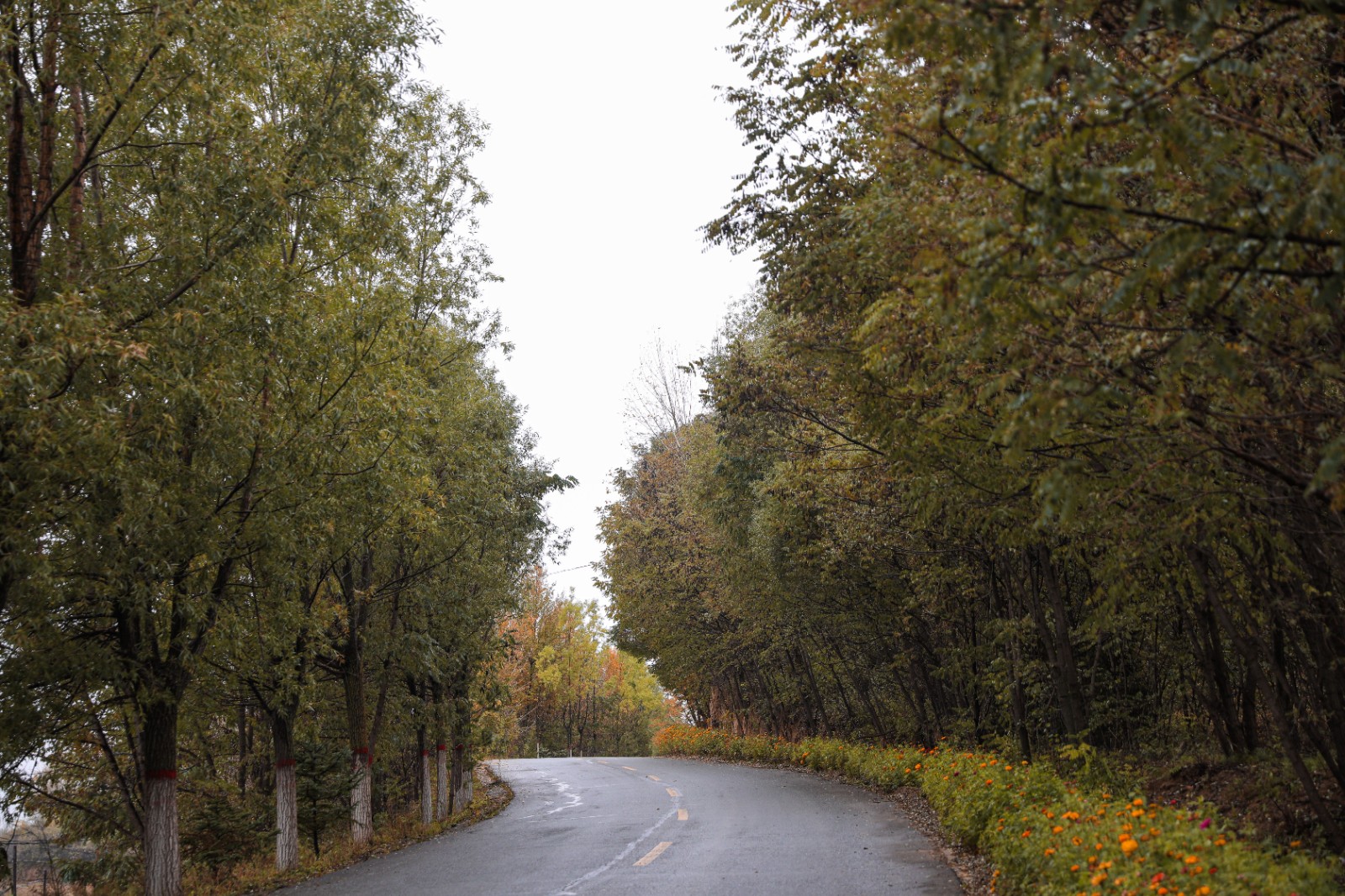 天水市秦安县魏店镇:乡村公路秋景如画_fororder_(2)20251022-8U6A3087