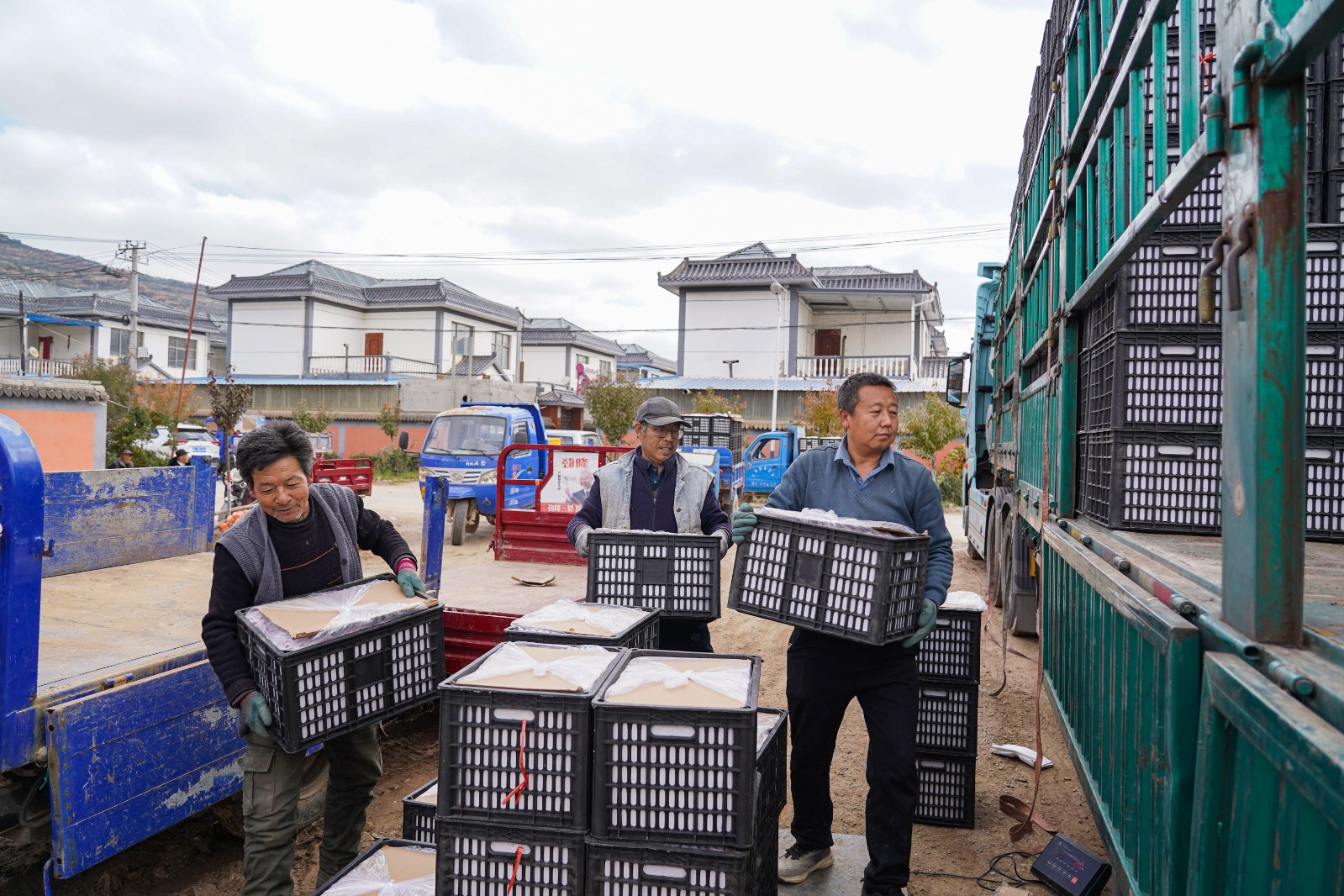 天水秦安莲花镇:苹果产销两旺促增收_fororder_(1)DSC05754