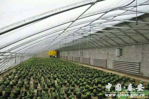 蔬菜根系老化是什么原因?冬季如何解决蔬菜生长缓慢问题? 蔬菜根系老化是什么原因?冬季如何解决蔬菜生长缓慢问题?