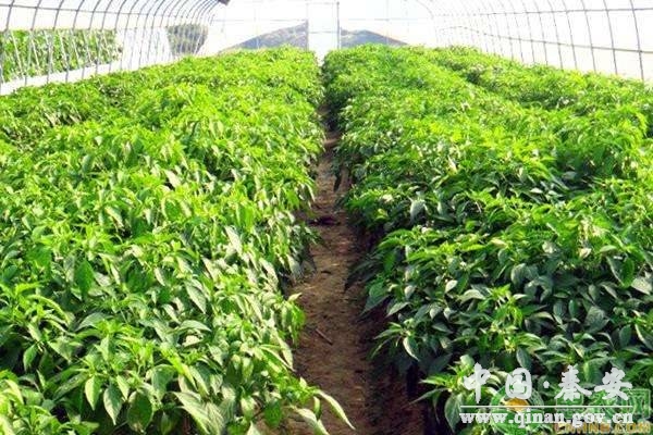 蔬菜根系老化是什么原因?冬季如何解决蔬菜生长缓慢问题? 蔬菜根系老化是什么原因?冬季如何解决蔬菜生长缓慢问题?