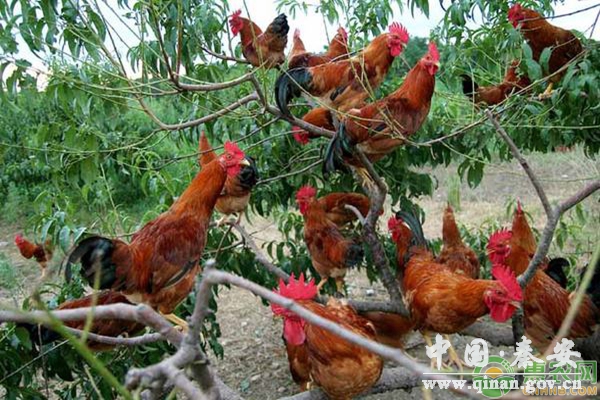 抗生素对鸡采食量的影响(附鸡病防治思路) 抗生素对鸡采食量的影响(附鸡病防治思路)